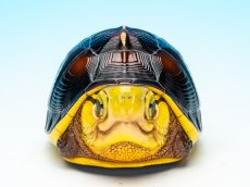 画像2: チュウゴクセマルハコガメ（台湾型） (2)