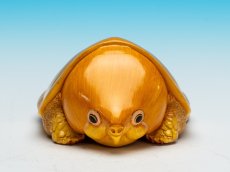 画像3: オオアタマガメ (3)