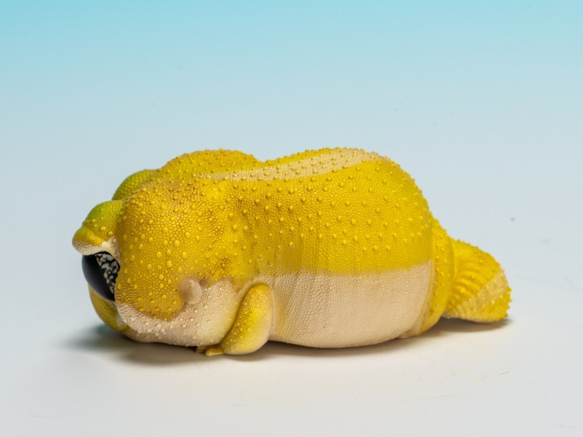 画像3: タマオヤモリ（無地） (3)