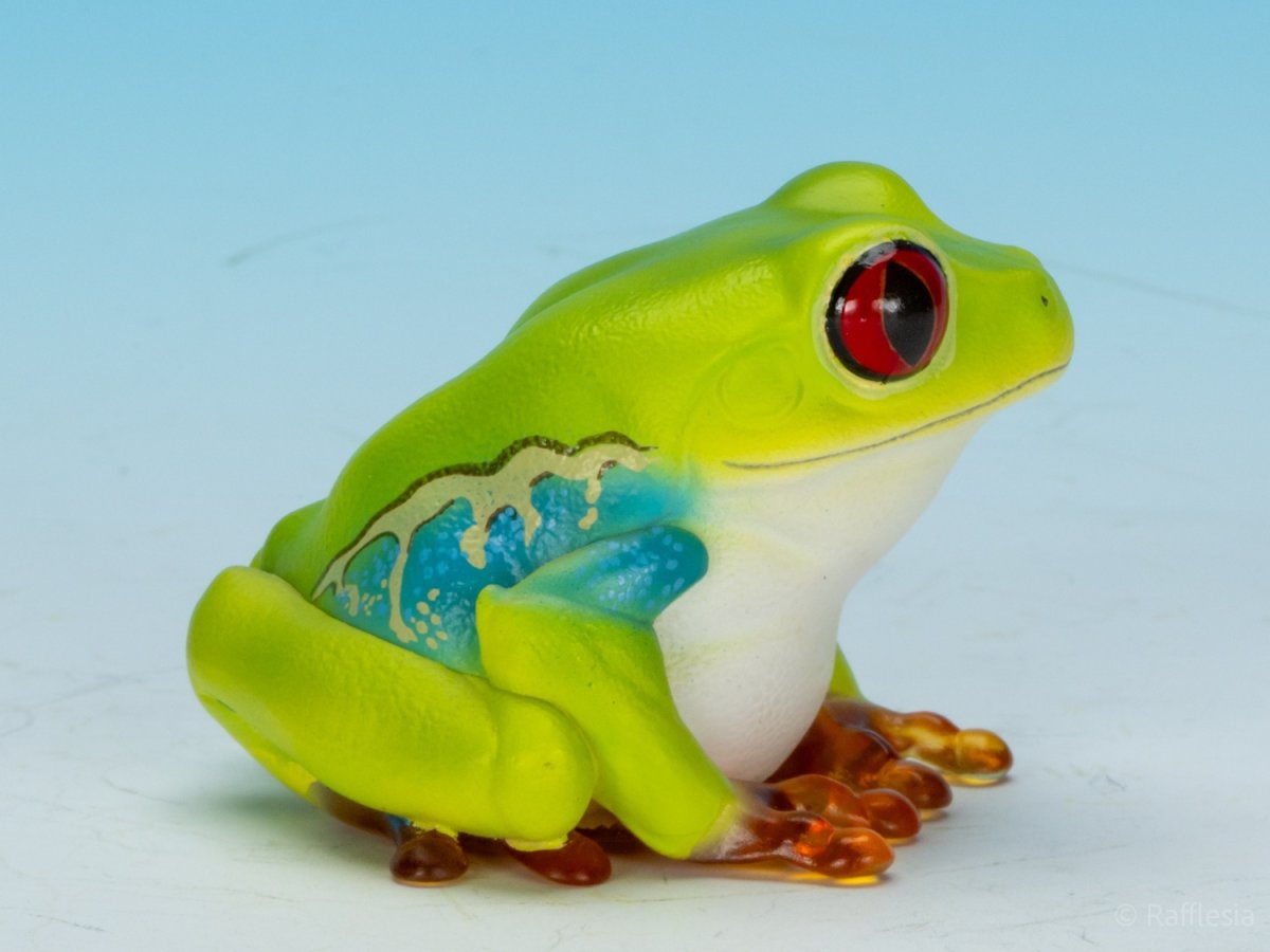 画像2: アカメアマガエル (2)