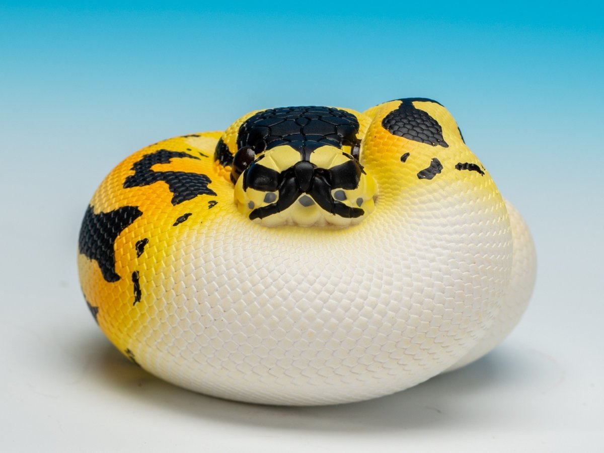 画像5: ボールニシキヘビ (5)