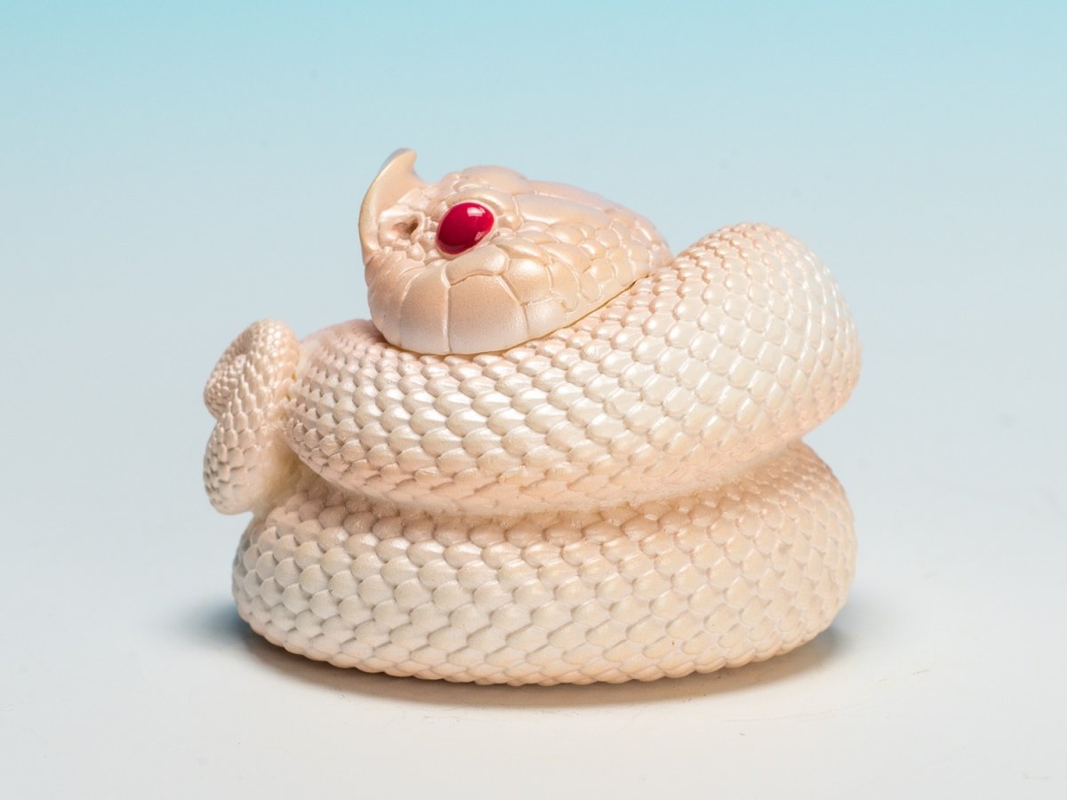 画像7: シシバナヘビ（スーパーホワイトカンダ） (7)