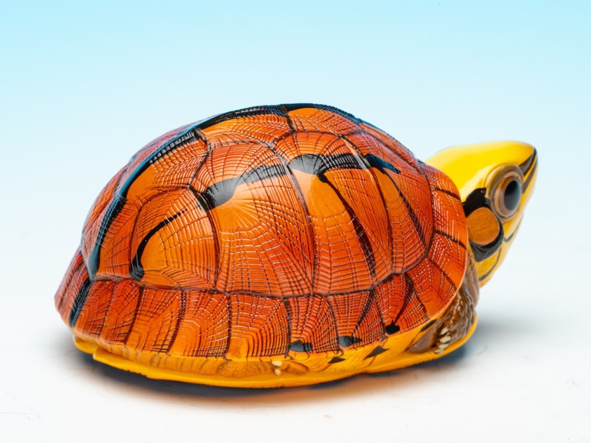 画像7: ミスジハコガメ (7)