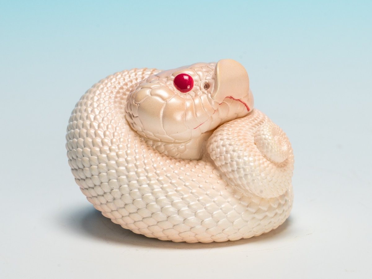 画像2: シシバナヘビ（スーパーホワイトカンダ） (2)