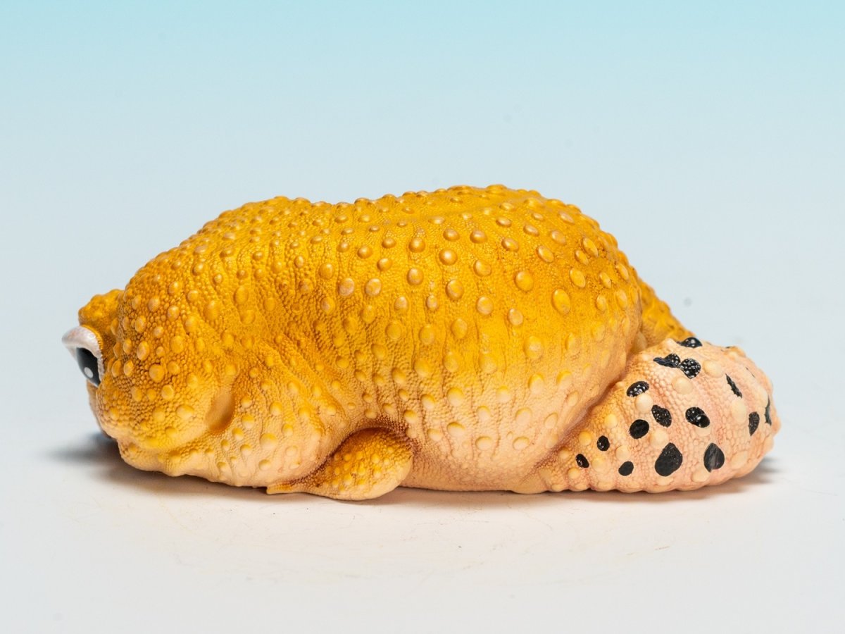 画像5: ヒョウモントカゲモドキ（蜜柑） (5)