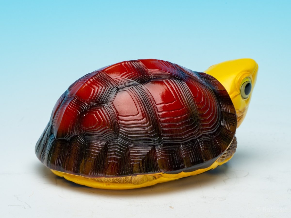 画像9: コガネハコガメ (9)