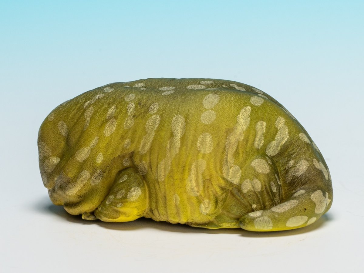 画像5: ツギオミカドヤモリ（パイン） (5)