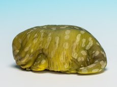 画像5: ツギオミカドヤモリ（パイン） (5)