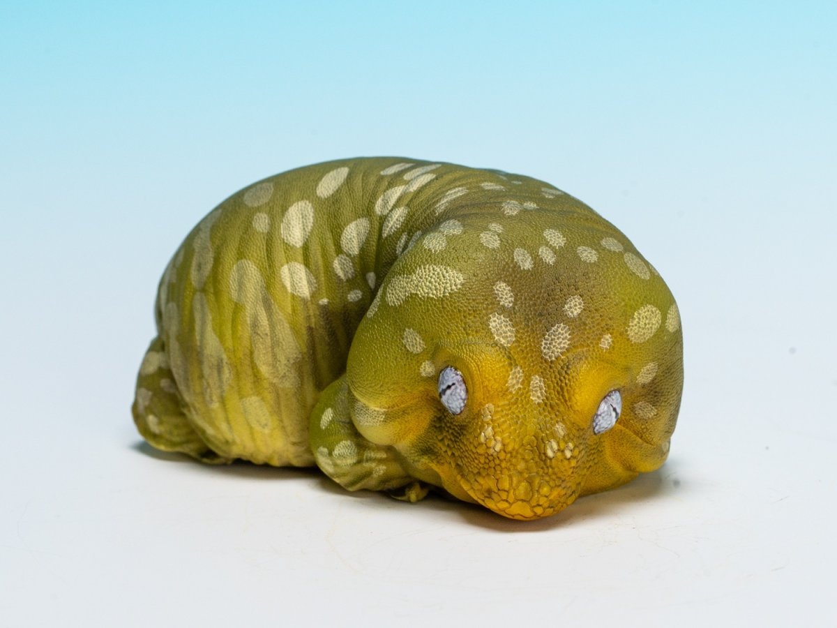 画像7: ツギオミカドヤモリ（パイン） (7)