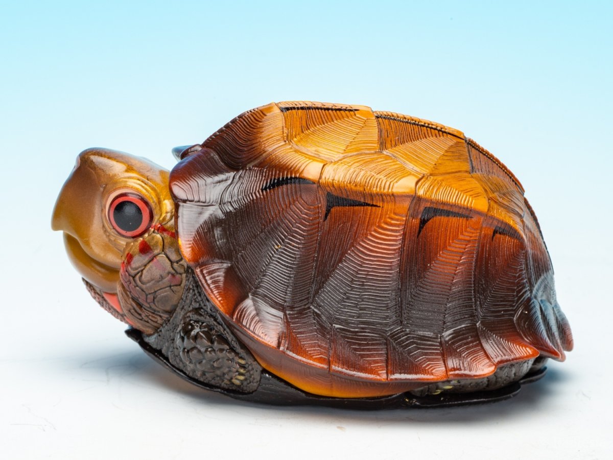 画像6: ヒラセガメ (6)