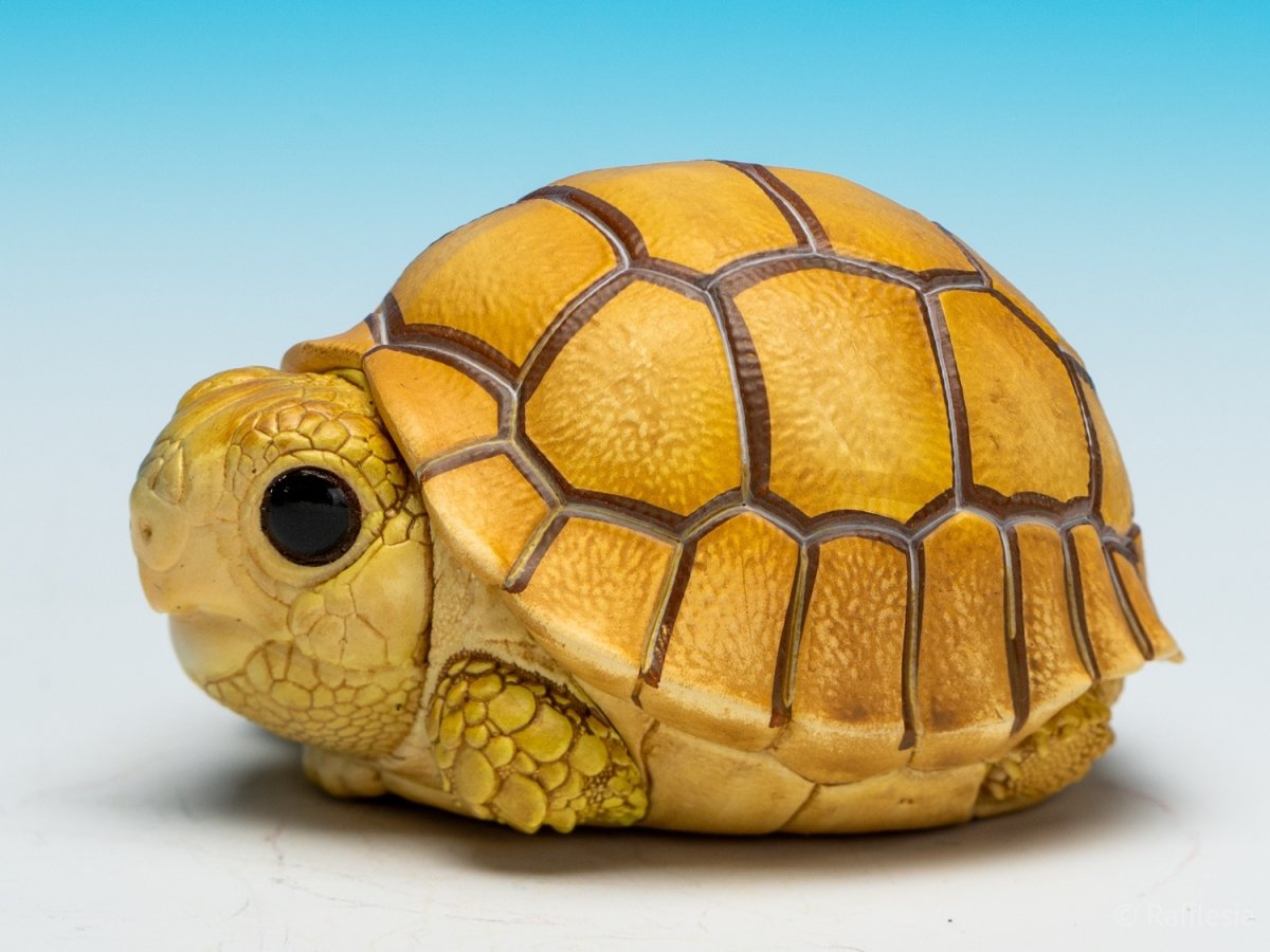 画像6: ケズメリクガメ（五周年記念） (6)