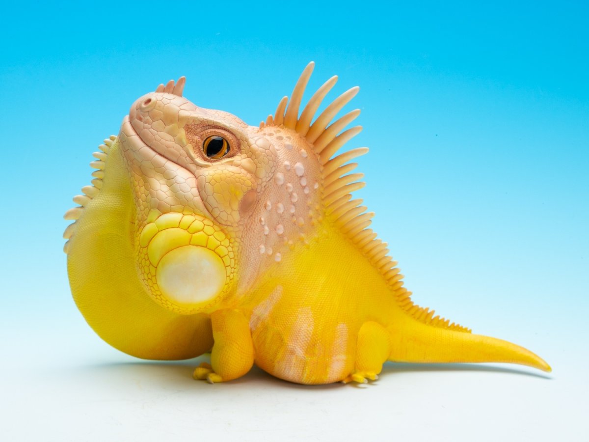 画像4: グリーンイグアナ（WF2024限定）PLUS版 (4)