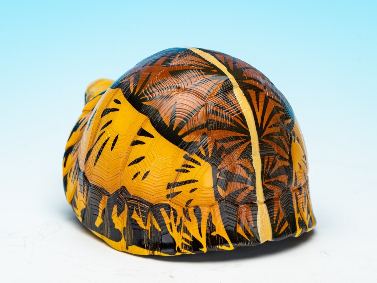 画像6: コガネハコガメ (6)