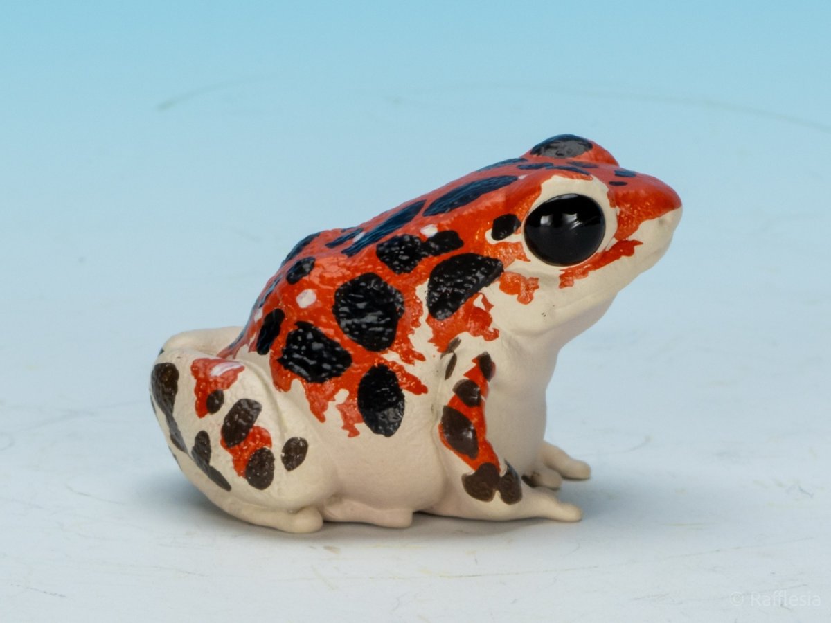 画像2: イチゴヤドクガエル (2)