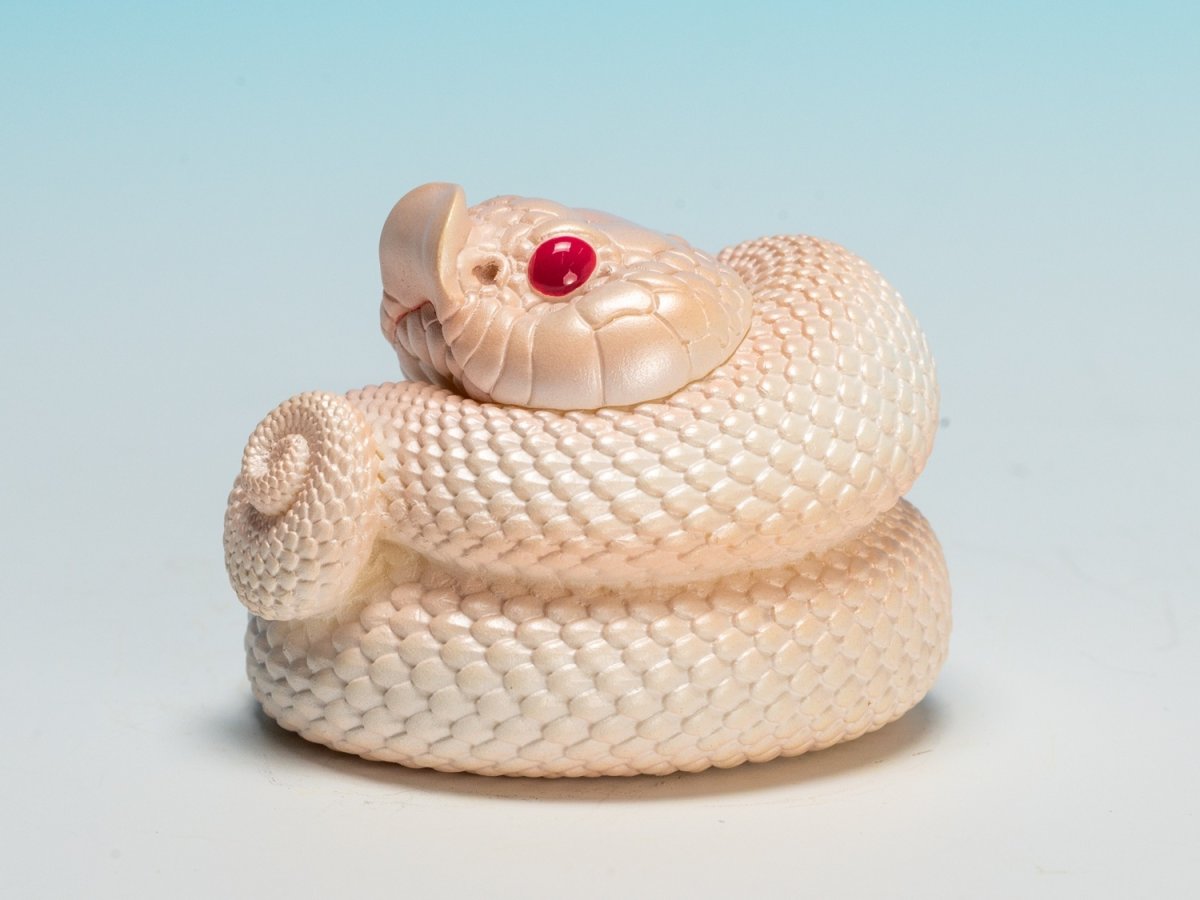 画像8: シシバナヘビ（スーパーホワイトカンダ） (8)