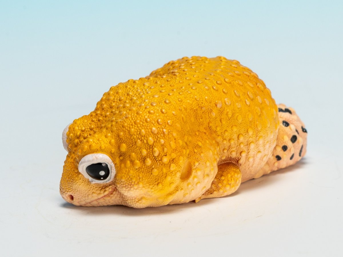 画像6: ヒョウモントカゲモドキ（蜜柑） (6)