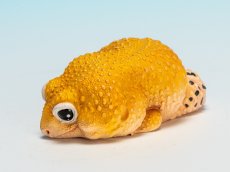 画像6: ヒョウモントカゲモドキ（蜜柑） (6)