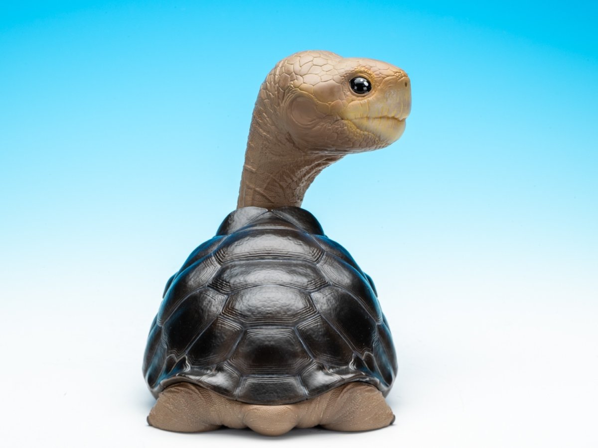 画像4: ピンタゾウガメ LET'S爬体！ (4)