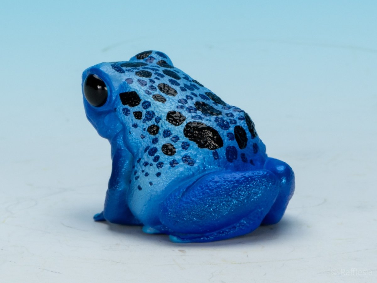 画像5: コバルトヤドクガエル (5)