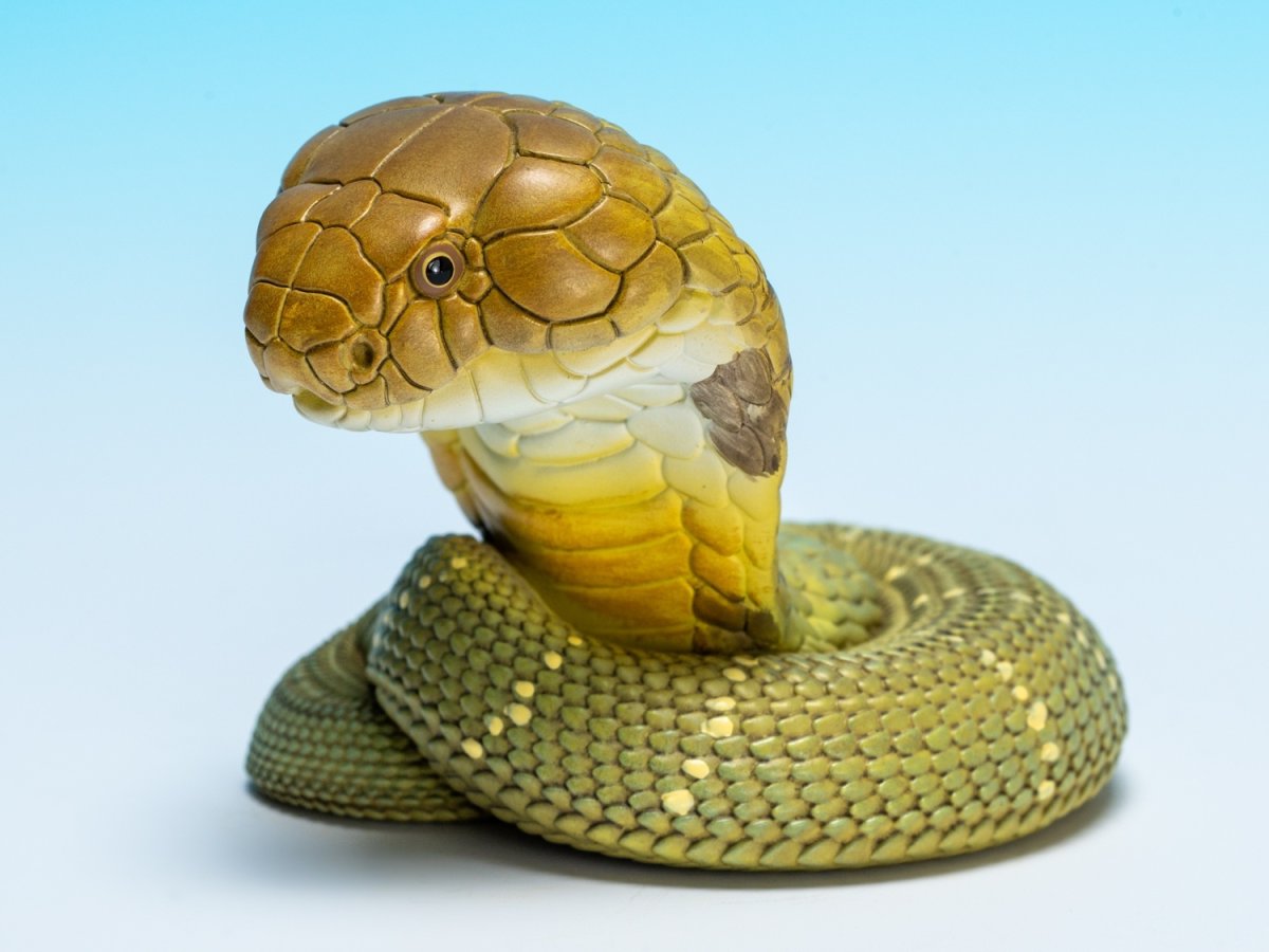 画像6: キングコブラ (6)