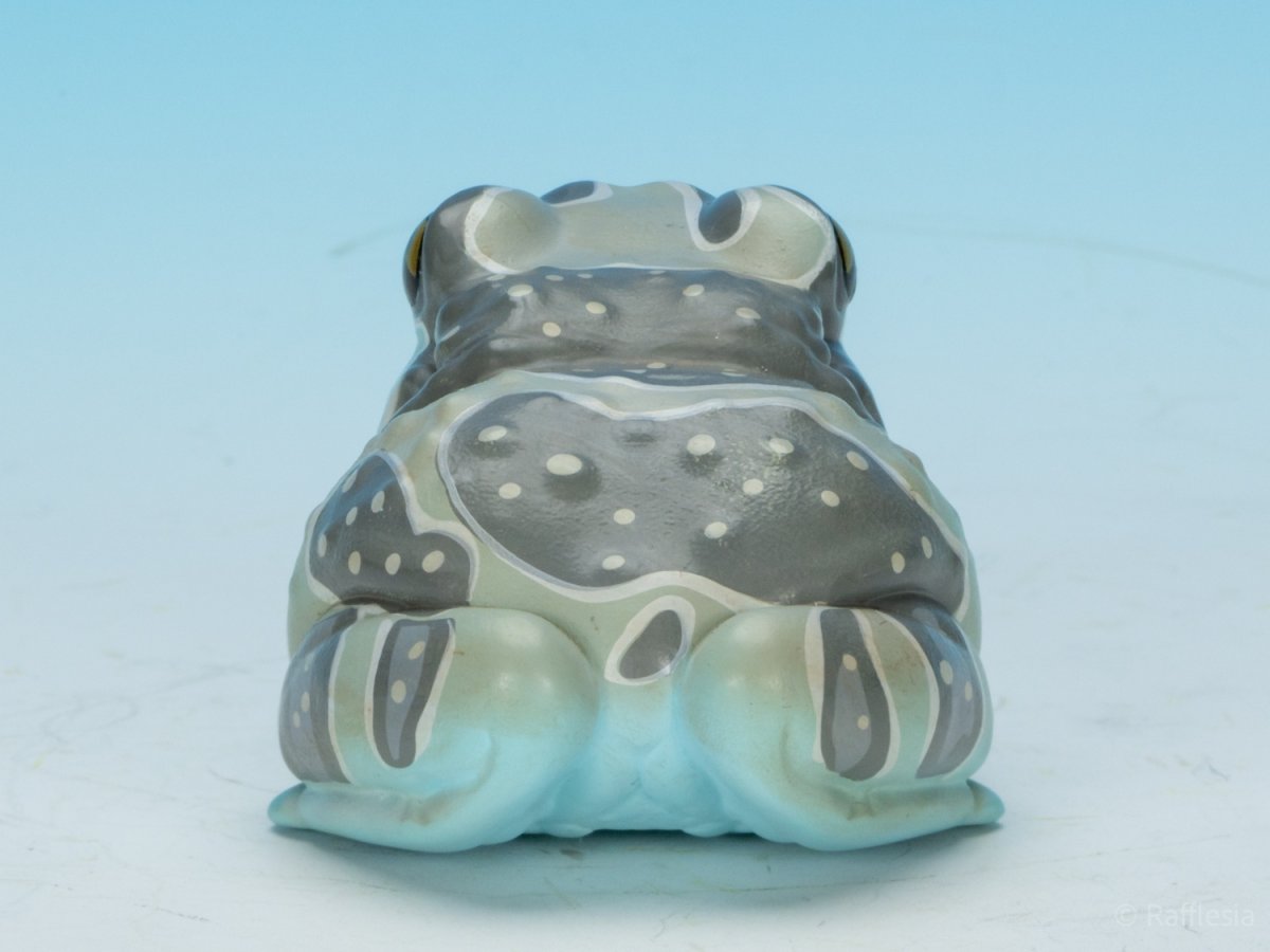 画像5: ジュウジメドクアマガエル (5)