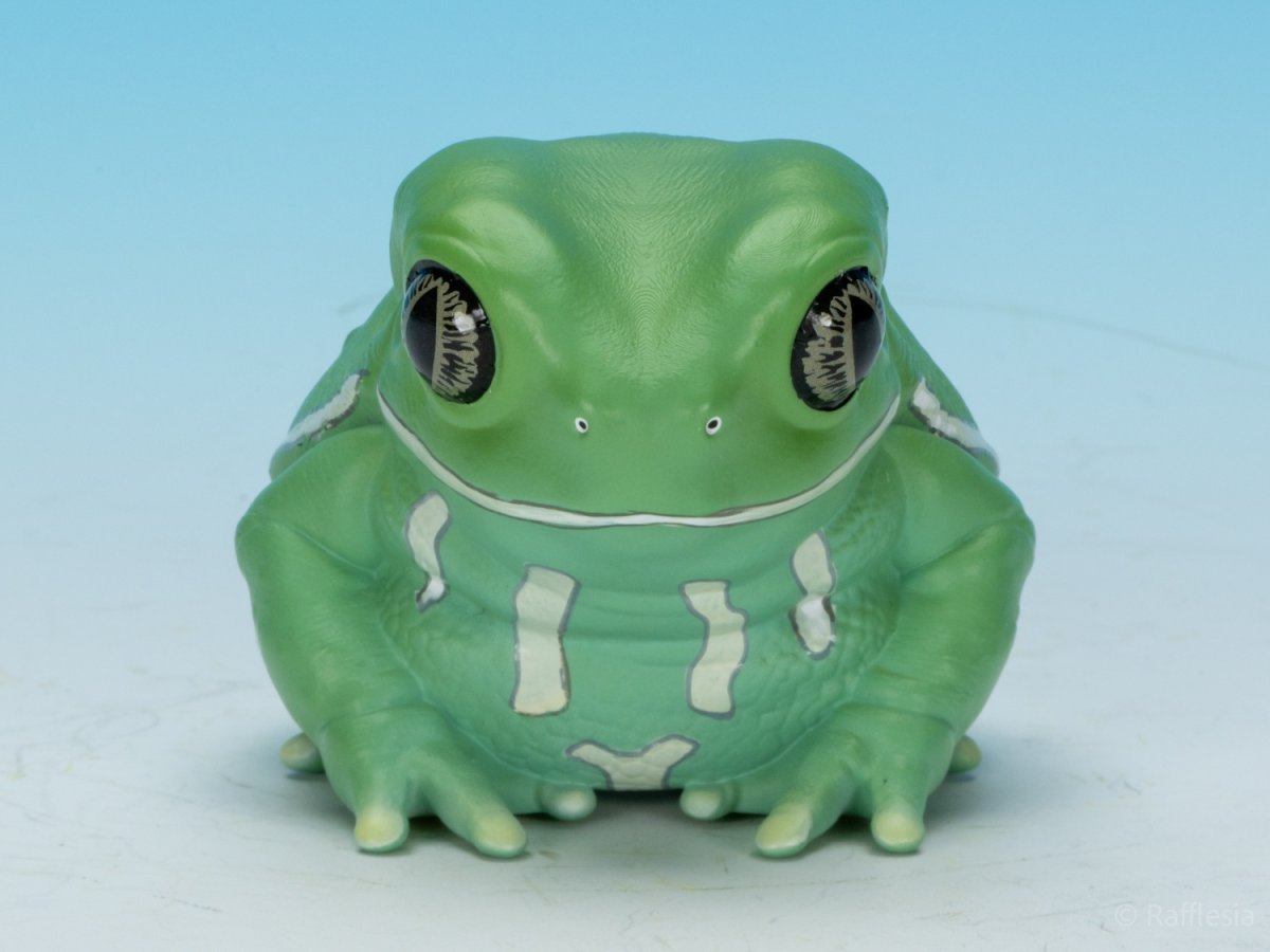 画像8: ソバージュネコメガエル (8)