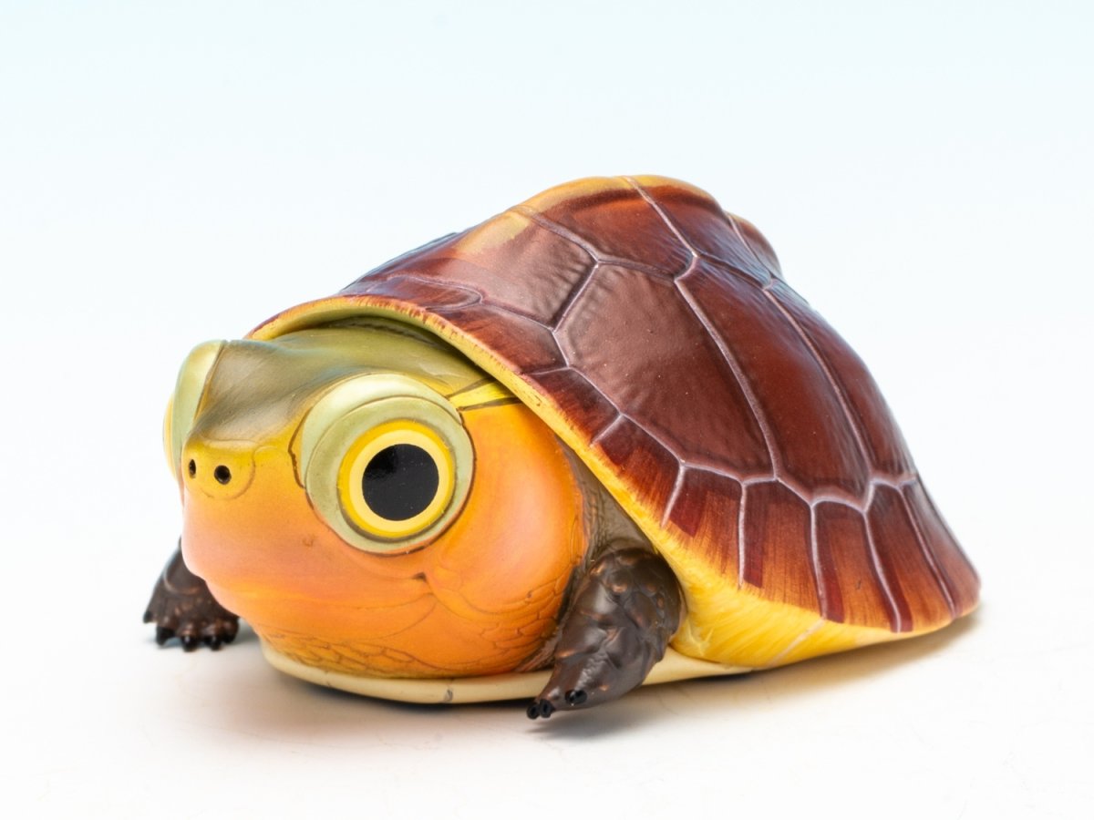 画像4: セマルハコガメ（五周年記念） (4)