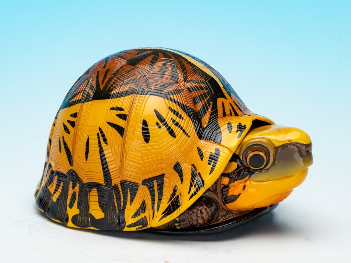 画像9: コガネハコガメ (9)