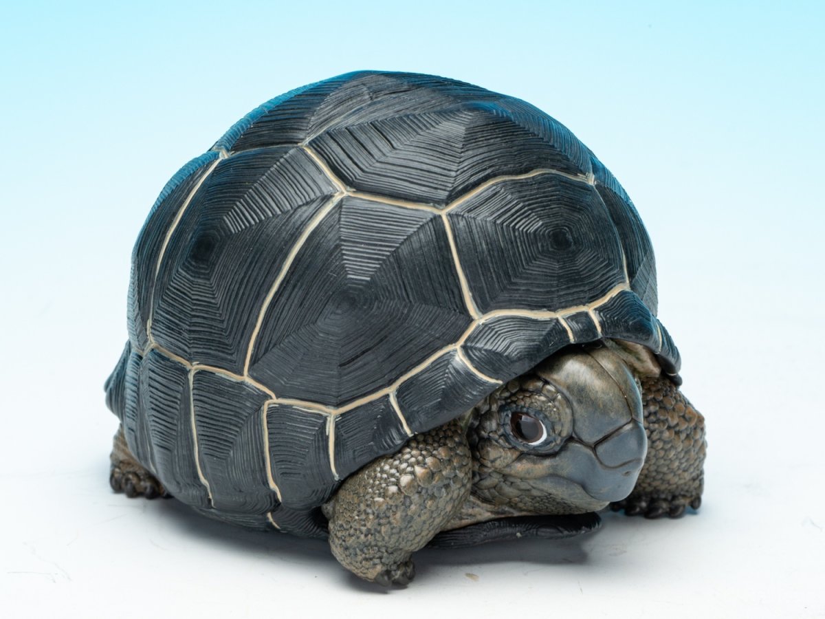 画像8: アルダブラゾウガメ (8)