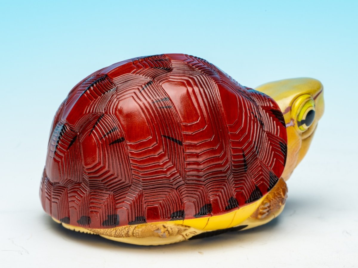 画像7: マコードハコガメ (7)