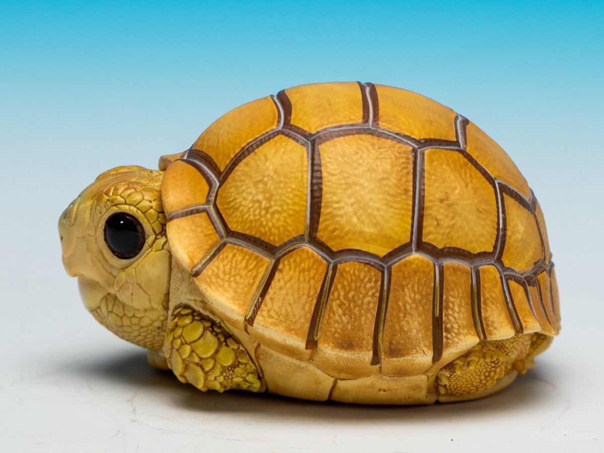 画像7: ケズメリクガメ（五周年記念） (7)