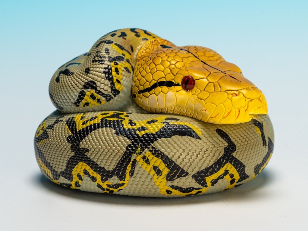 画像1: アミメニシキヘビ (1)