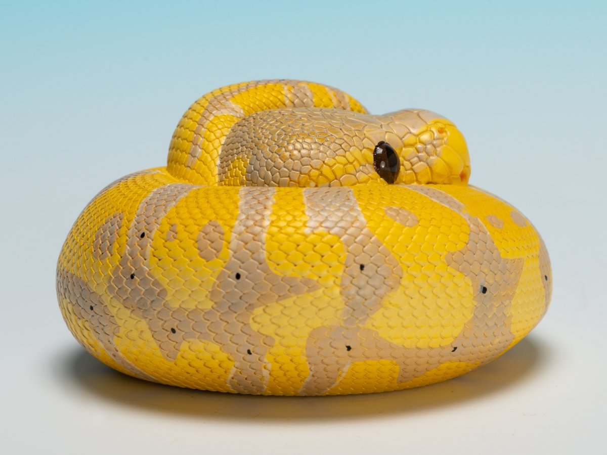 画像3: ボールニシキヘビ（バナナ） (3)