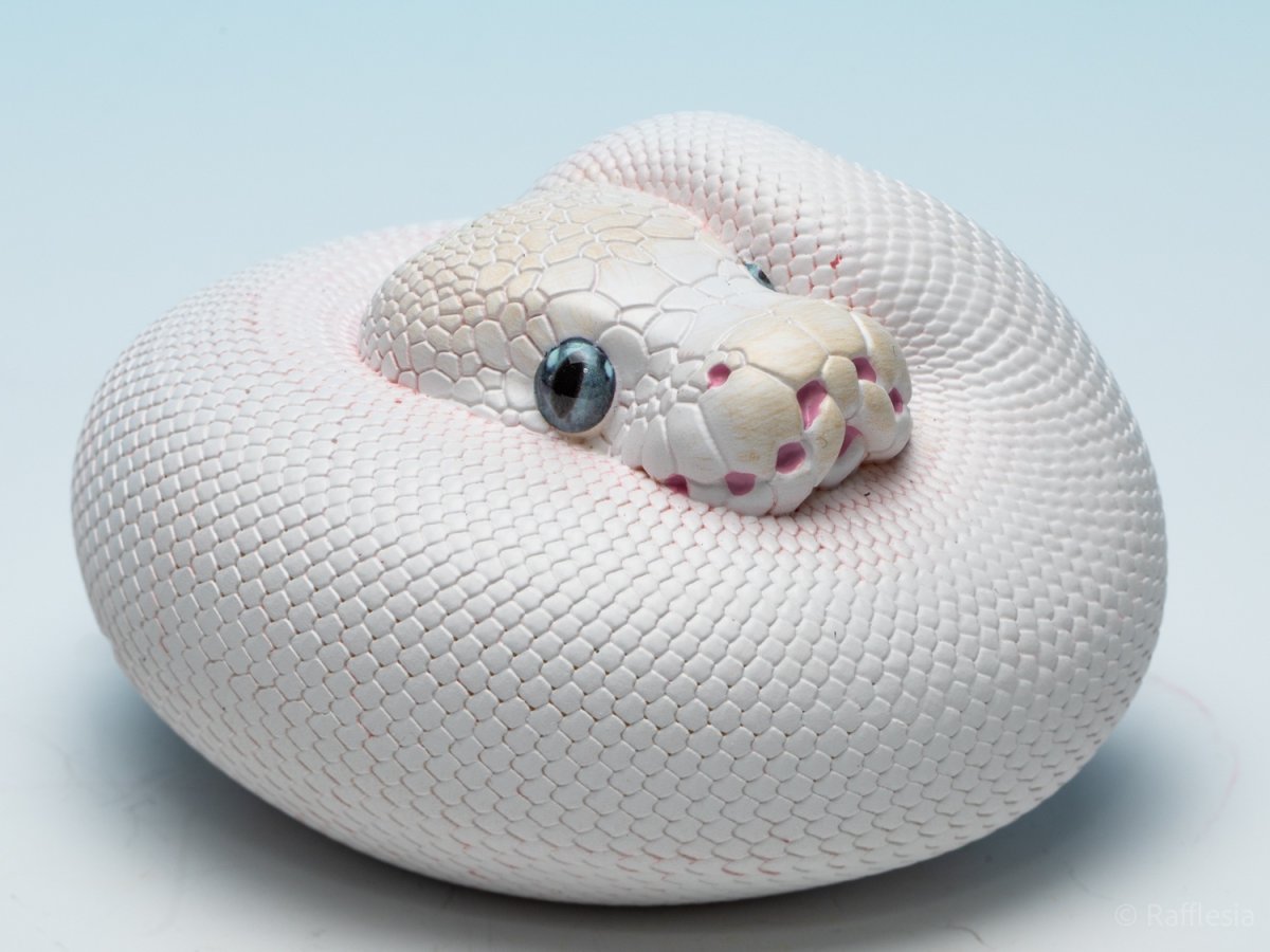 画像10: ボールニシキヘビ（リューシ）【動画あり】 (10)