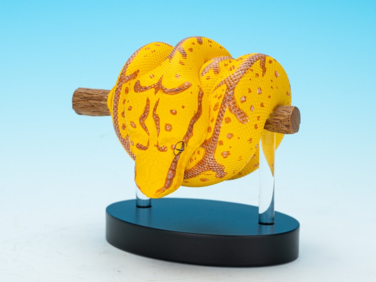 画像7: ミドリニシキヘビ（WF2024限定）【動画あり】 (7)