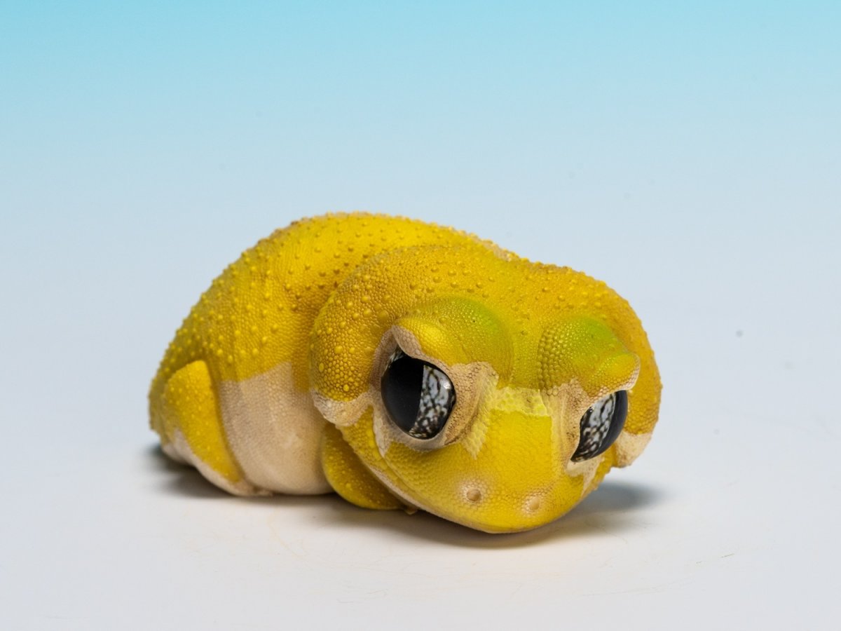 画像7: タマオヤモリ（無地） (7)