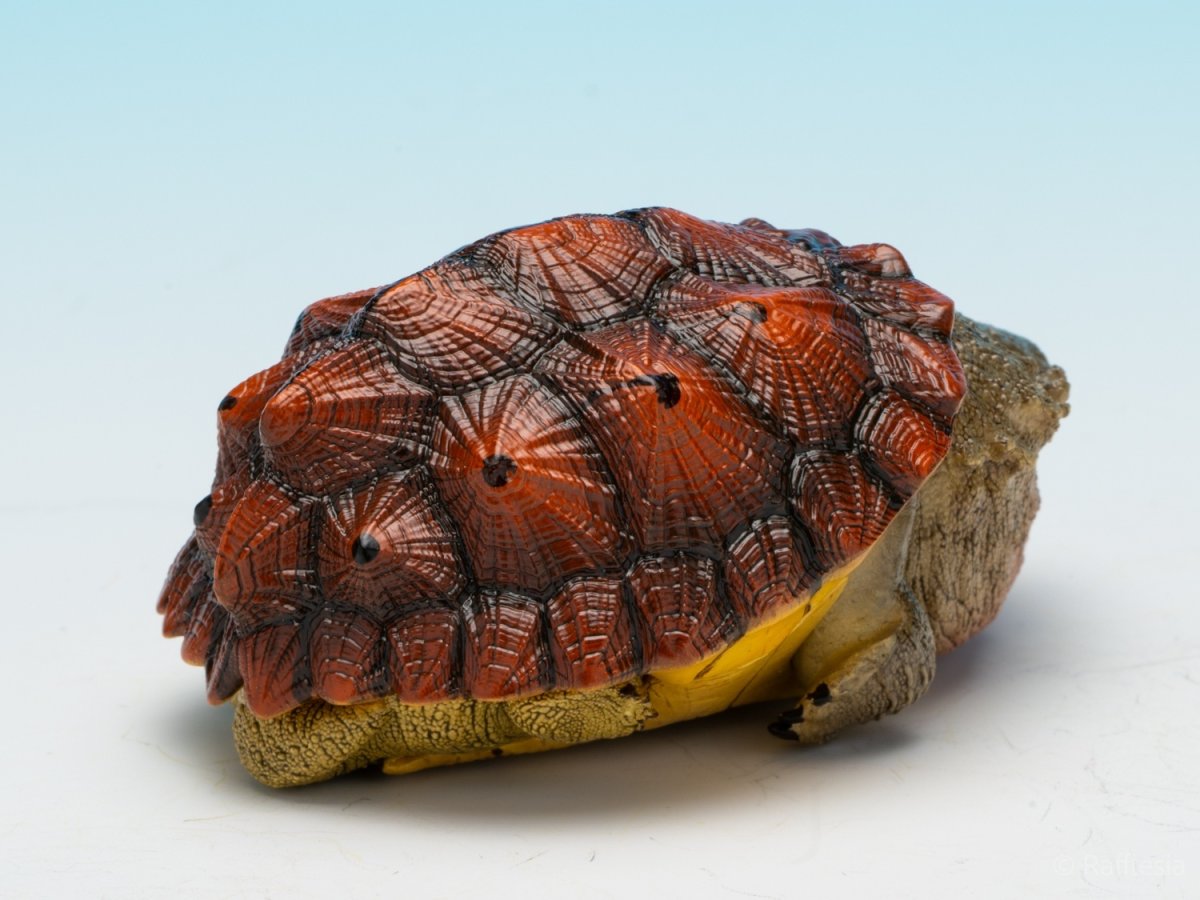 画像5: レッドマタマタ (5)