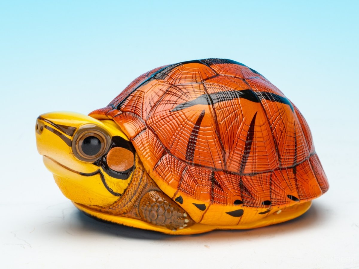 画像3: ミスジハコガメ (3)