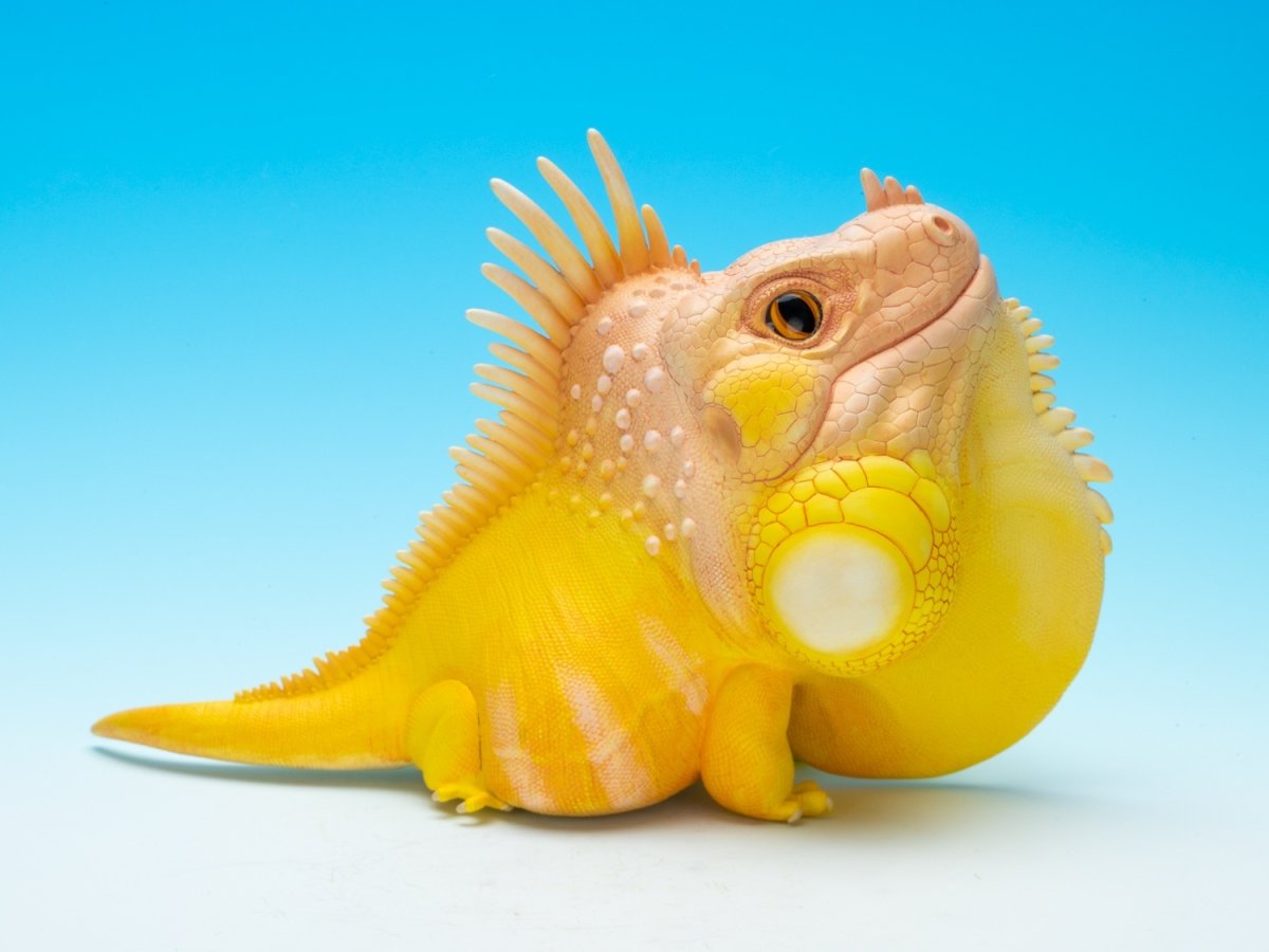 画像5: グリーンイグアナ（WF2024限定）PLUS版 (5)