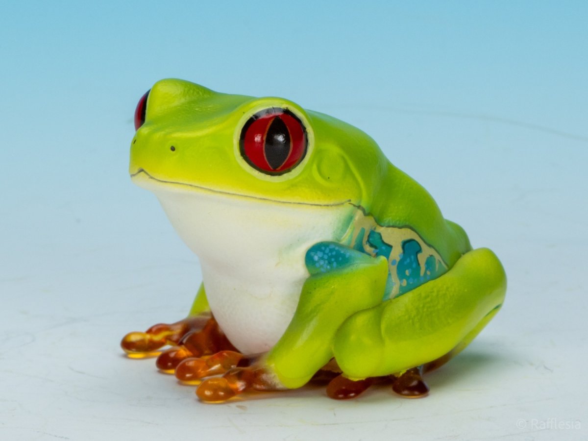 画像8: アカメアマガエル (8)