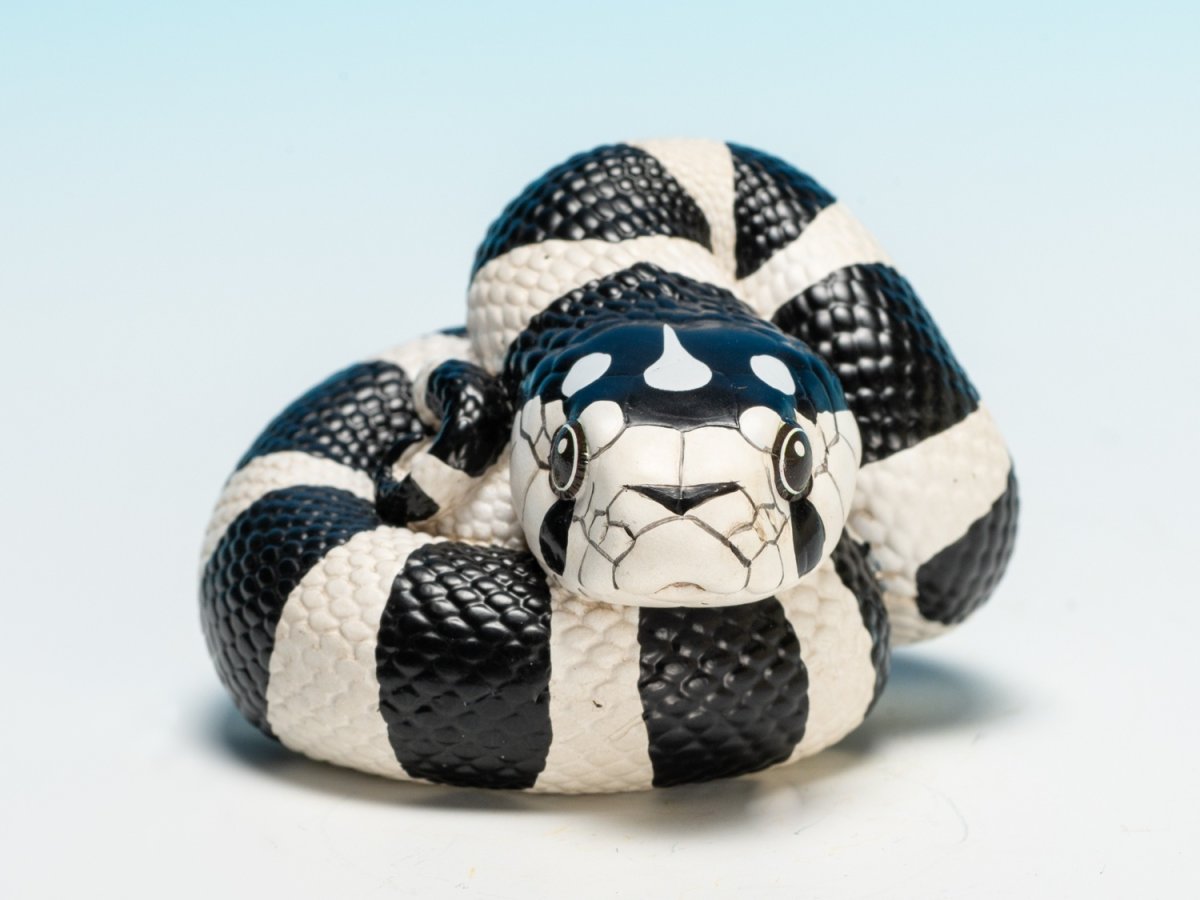 画像7: カリフォルニアキングヘビ（白黒） (7)