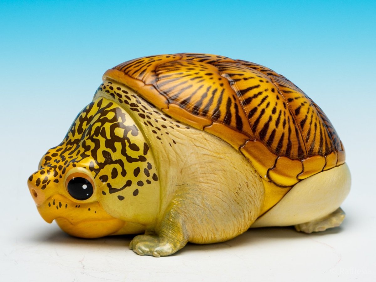 画像4: ハラガケガメ (4)