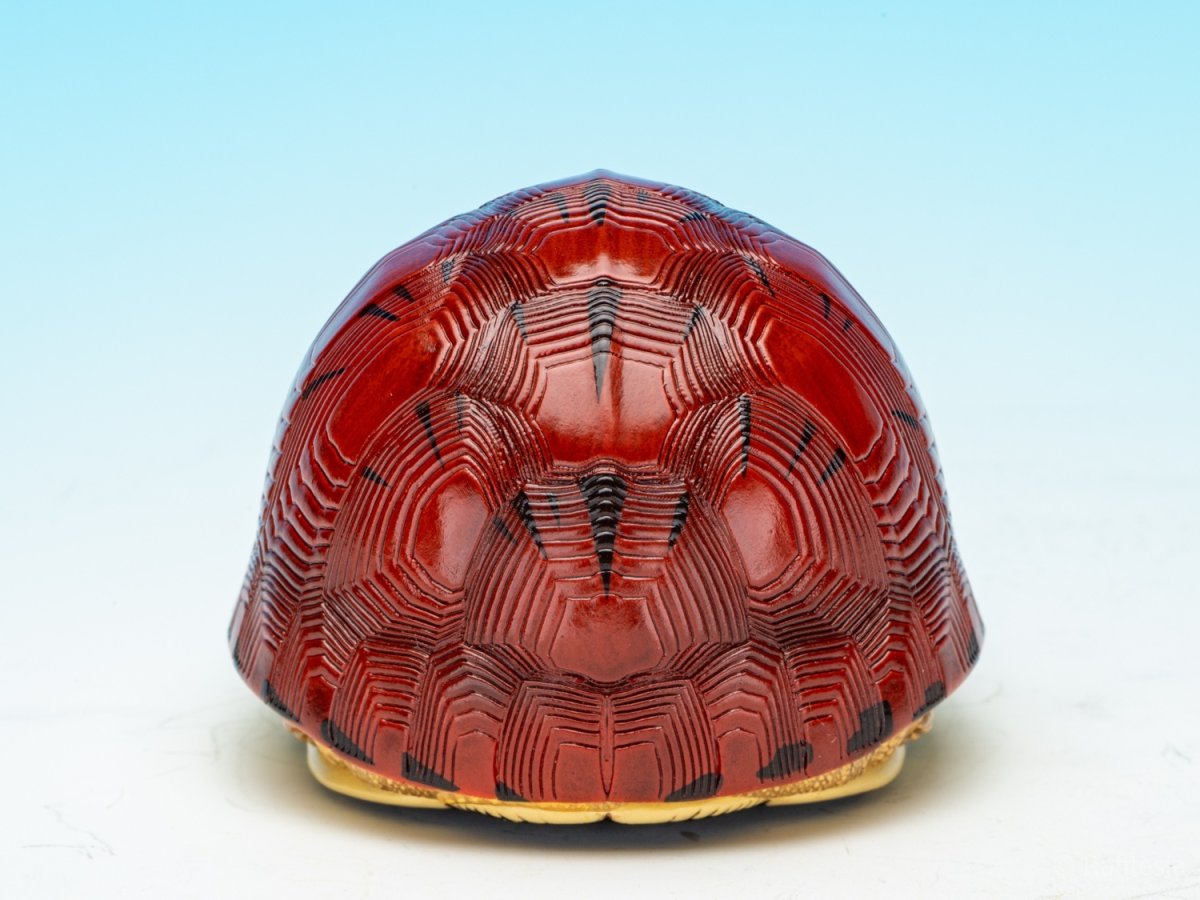 画像6: マコードハコガメ (6)