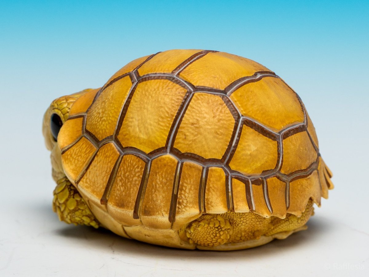 画像8: ケズメリクガメ（五周年記念） (8)