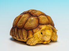 画像1: ケヅメガメ（オス） (1)