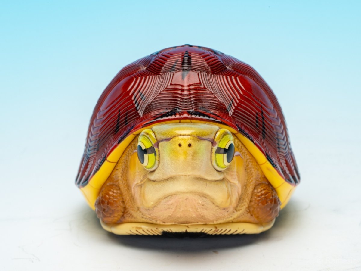 画像2: マコードハコガメ (2)