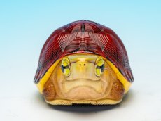 画像2: マコードハコガメ (2)