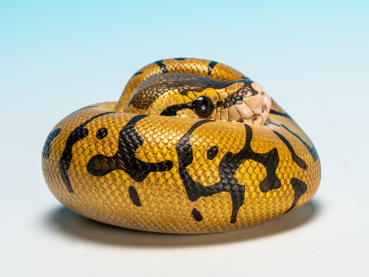 画像2: ボールニシキヘビ（エンチ）【動画あり】 (2)