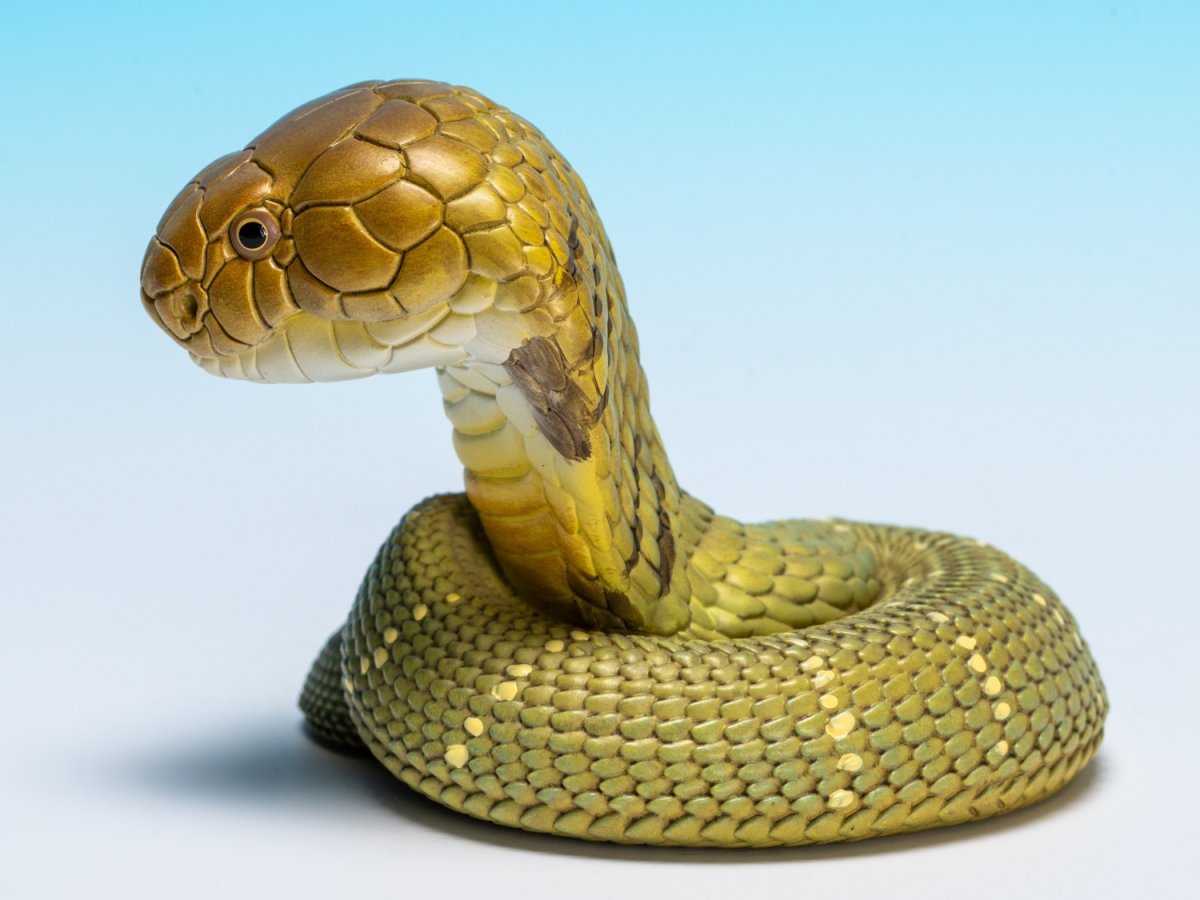 画像5: キングコブラ (5)