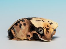 画像7: オウカンミカドヤモリ（リリーホワイト） (7)